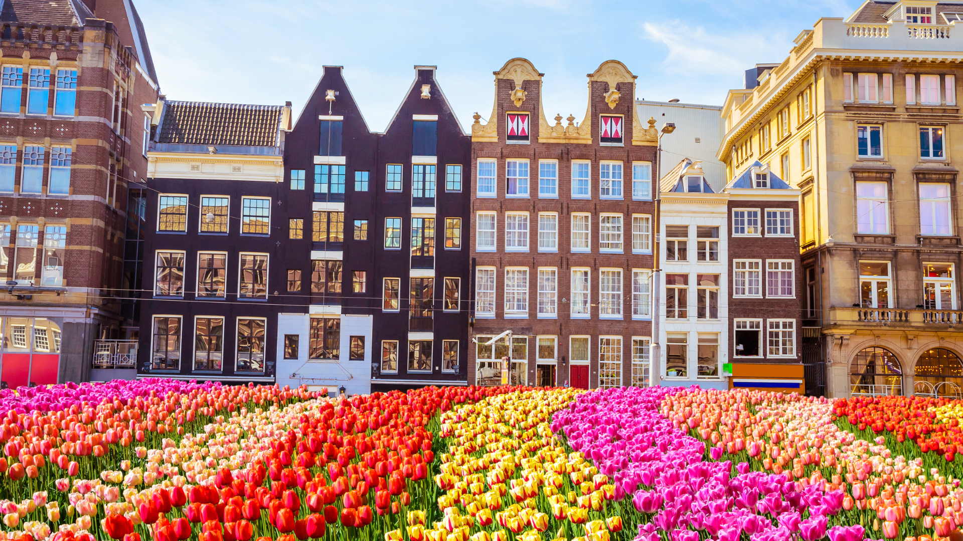 Studying in Netherlands | The Ultimate Guide